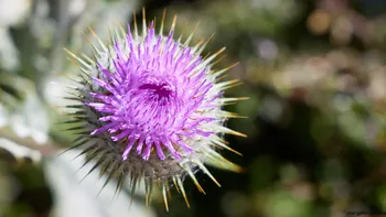 Thistle close-up.jpg